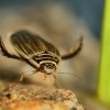 Potapnik ryhovany - Acilius sulcatus - Lesser diving beetle 7387